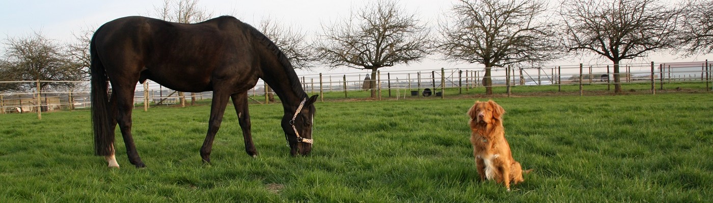 horsebec – Praxis für Tierosteopathie und Naturheilkunde